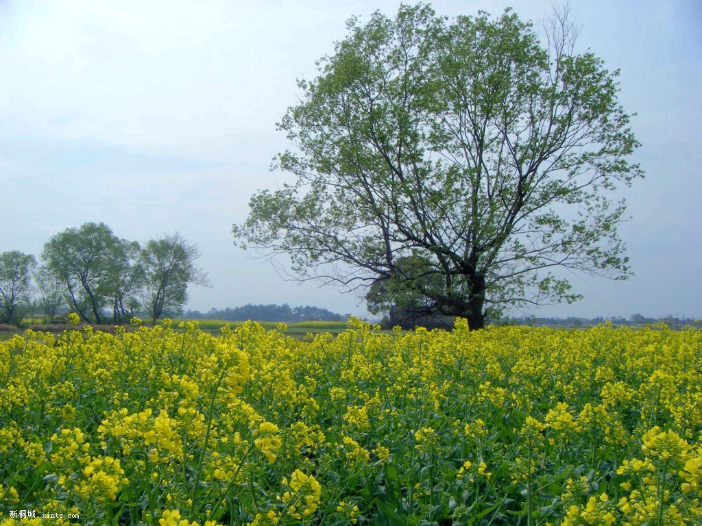 Ƭ 029.jpg