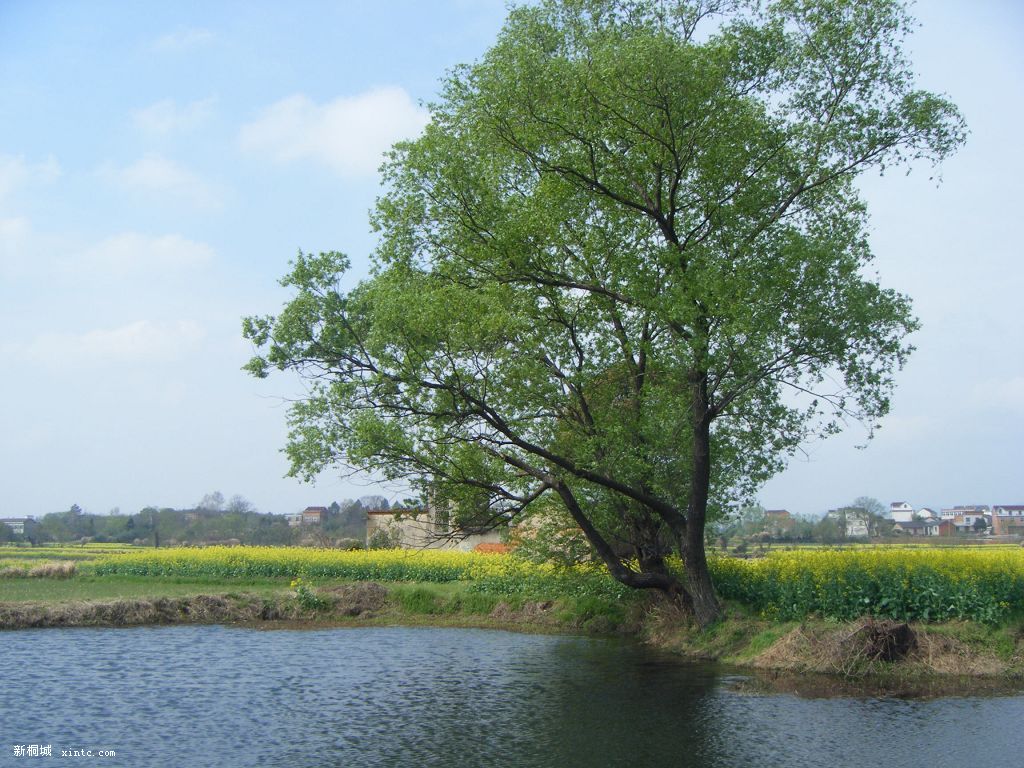 Ƭ 038.jpg