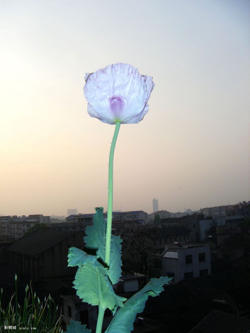 20090401Ƭ 001.jpg