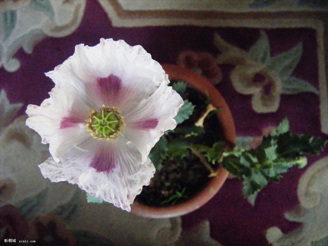20090401Ƭ 013.jpg