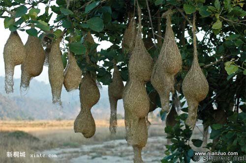 Amazing_Weaver_Birds_20.jpg