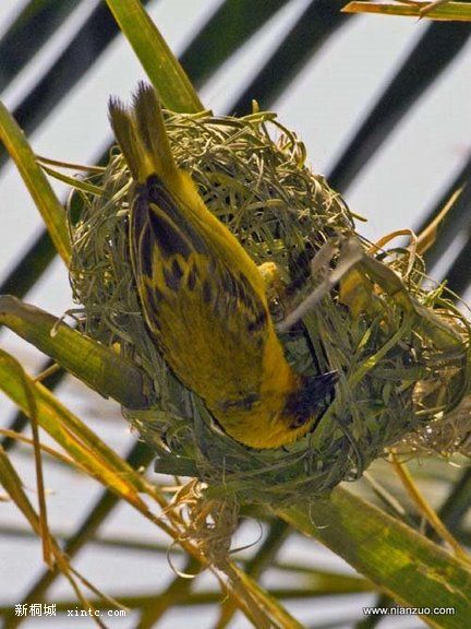 Amazing_Weaver_Birds_19.jpg