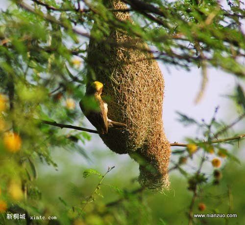 Amazing_Weaver_Birds_15.jpg