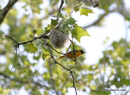 Amazing_Weaver_Birds_24.jpg