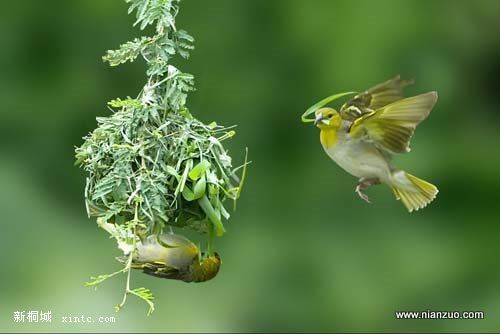 Amazing_Weaver_Birds_1.jpg