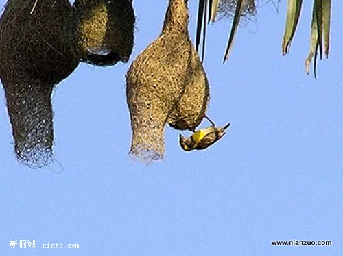 Amazing_Weaver_Birds_13.jpg