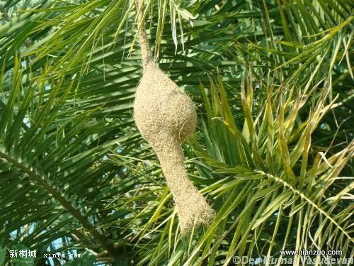 Amazing_Weaver_Birds_25.jpg