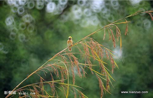 Amazing_Weaver_Birds_10.jpg