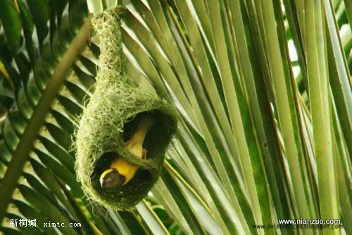 Amazing_Weaver_Birds_31.jpg