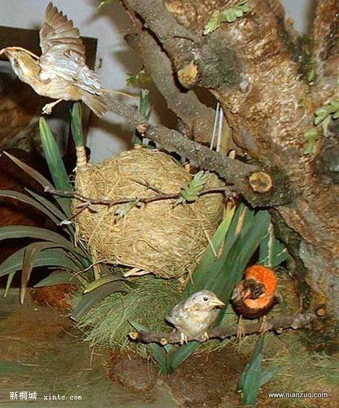 Amazing_Weaver_Birds_21.jpg