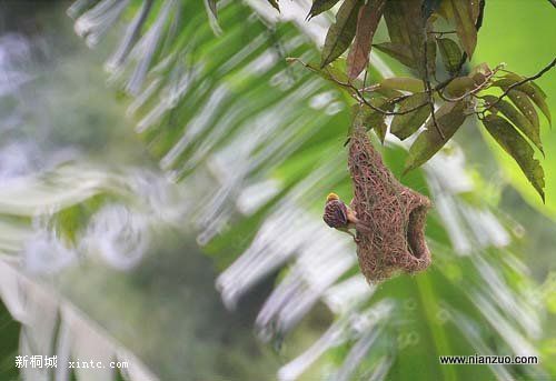 Amazing_Weaver_Birds_9.jpg