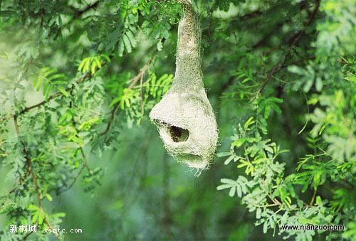 Amazing_Weaver_Birds_4.jpg