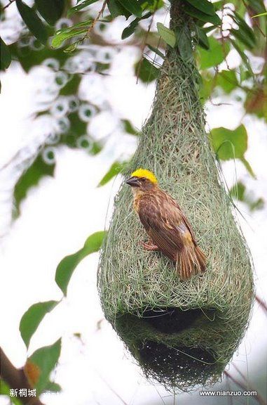 Amazing_Weaver_Birds_11.jpg