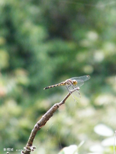 DSCF2429.jpg