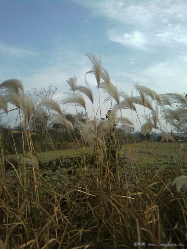Ƭ-0041.jpg