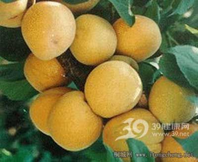Apricot.jpg