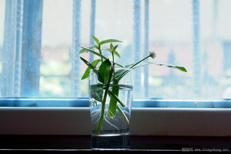 DSCF7517_СС.JPG