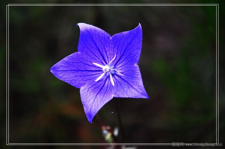 DSC_0799.jpg