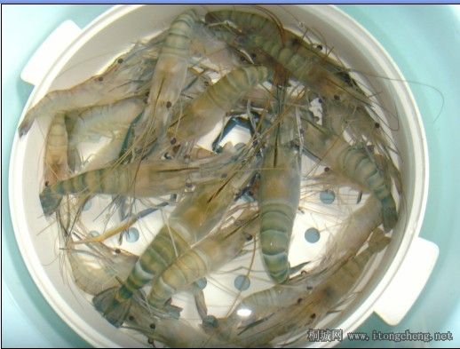 ����������Σ����ʻ���