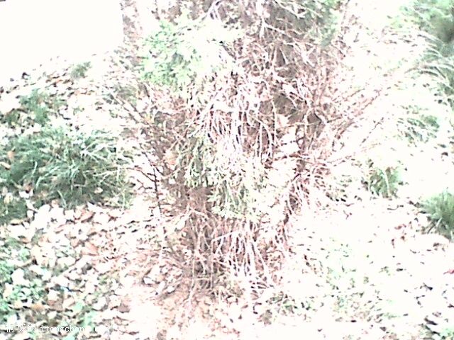 IMG0301A.jpg