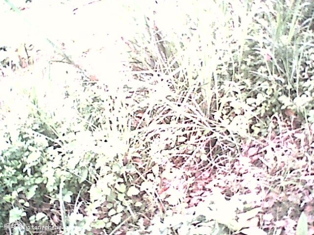 IMG0315A.jpg