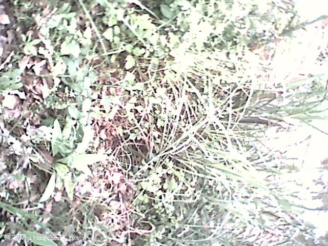 IMG0317A.jpg