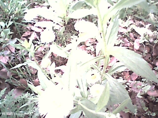 IMG0324A.jpg