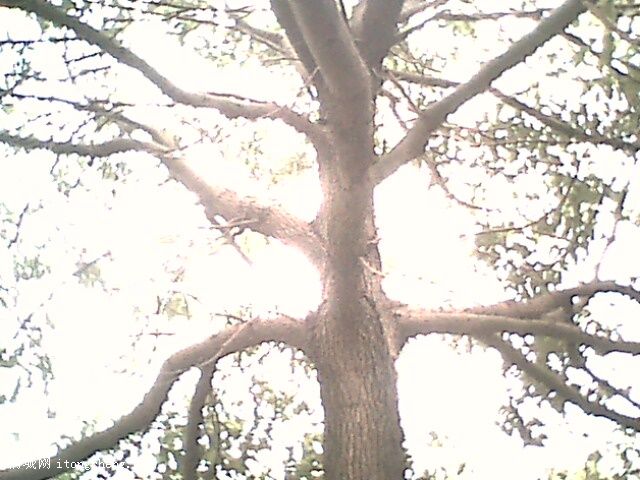 IMG0323A.jpg