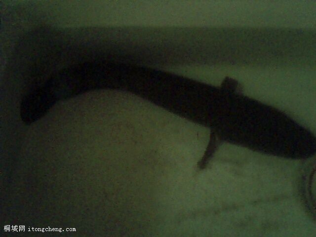 IMG0337A.jpg