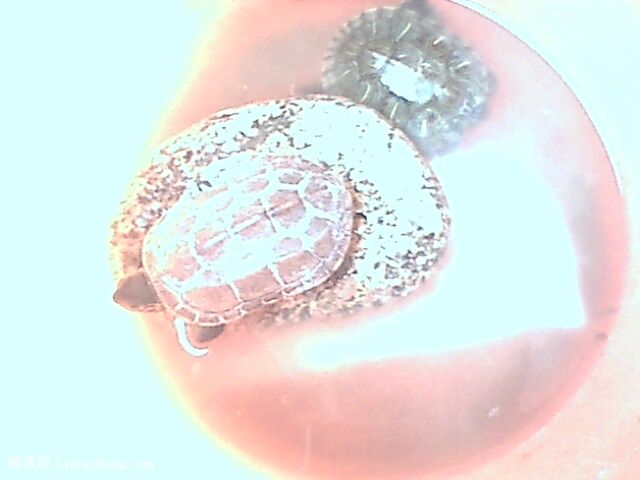 IMG0347A.jpg
