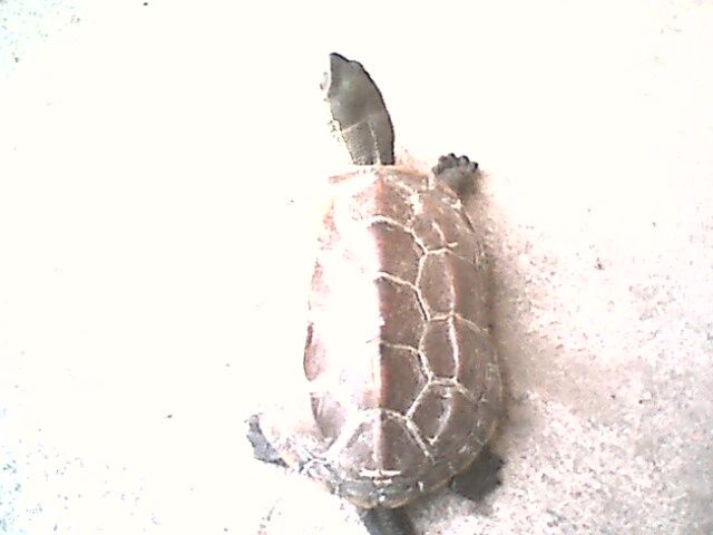 IMG0346A.jpg