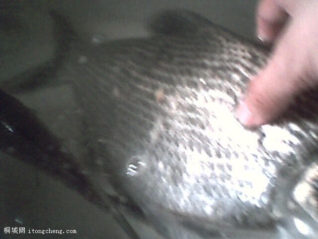 IMG0352A.jpg