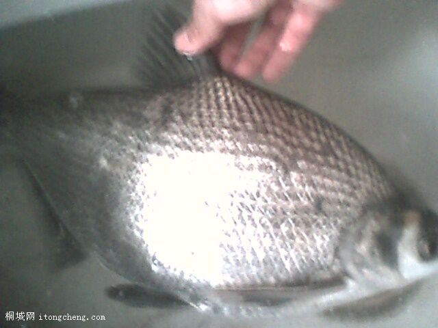 IMG0353A.jpg