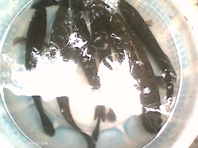 IMG0371A.jpg