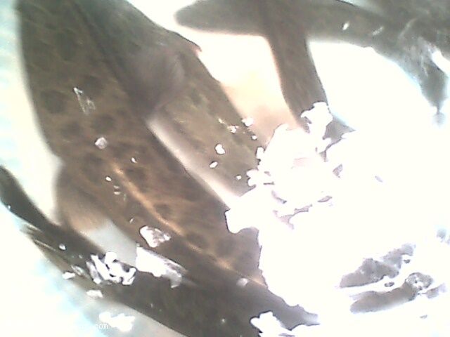 IMG0372A.jpg