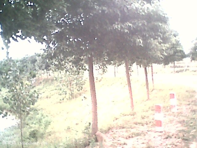 IMG0380A.jpg