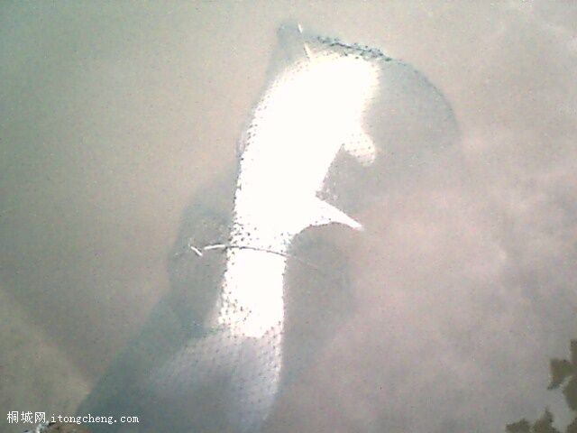 IMG0387A.jpg