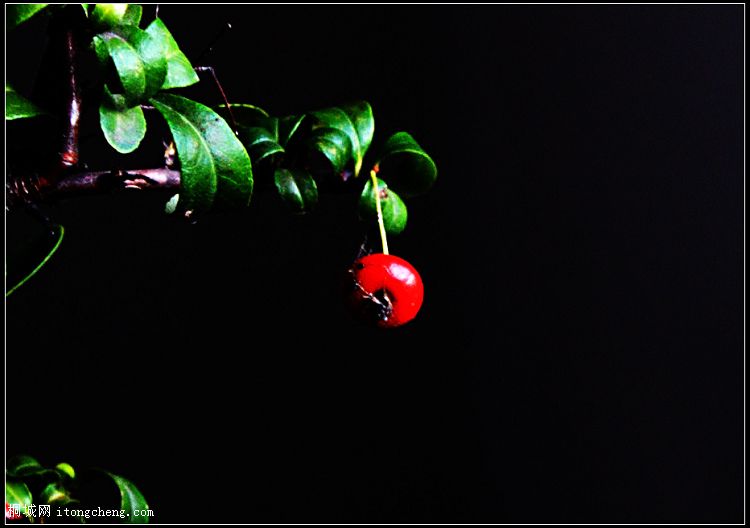 20081009_741a0e8f7b997968d716ikHBem7fphPM.jpg