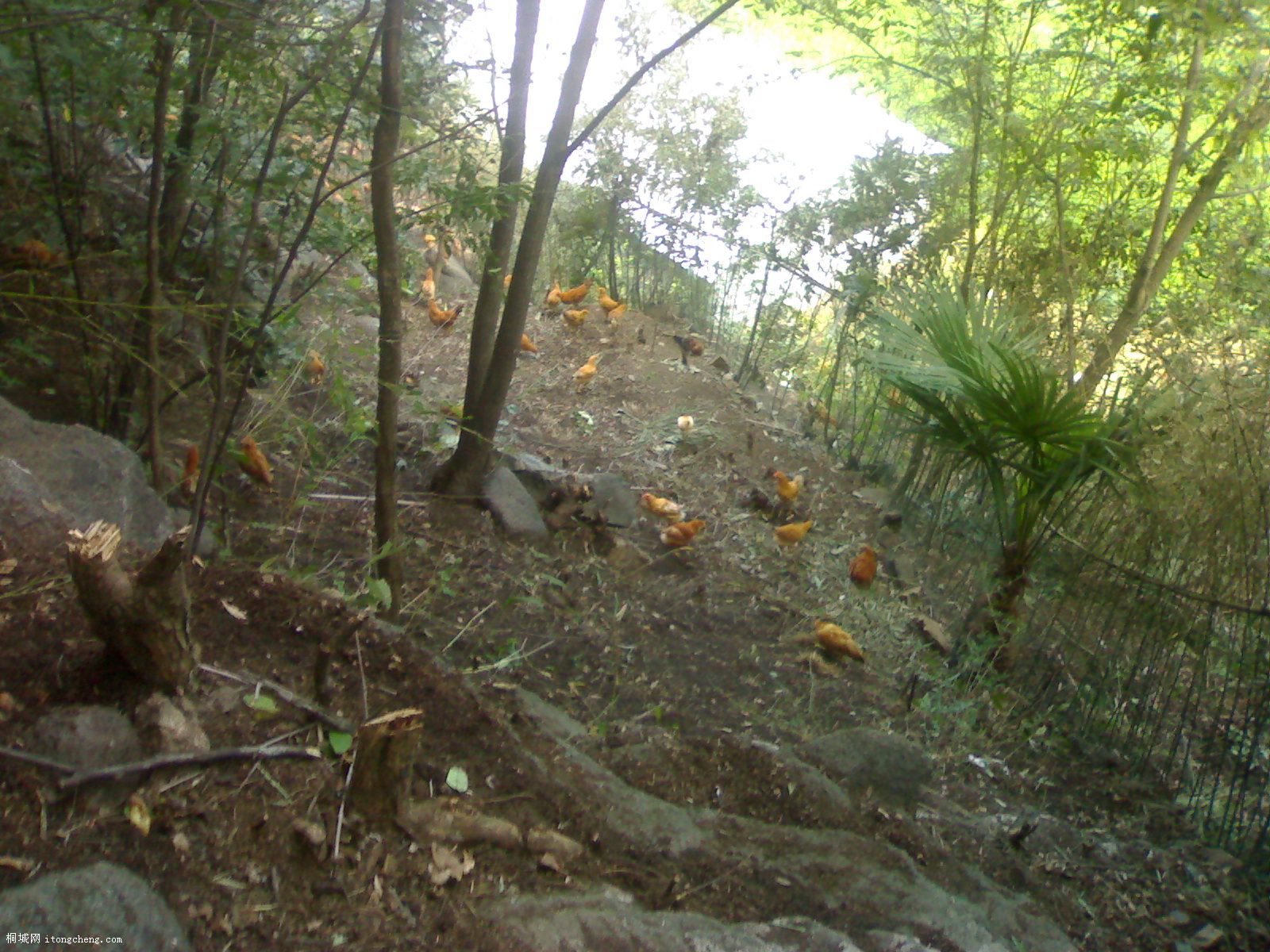 20090817136.jpg