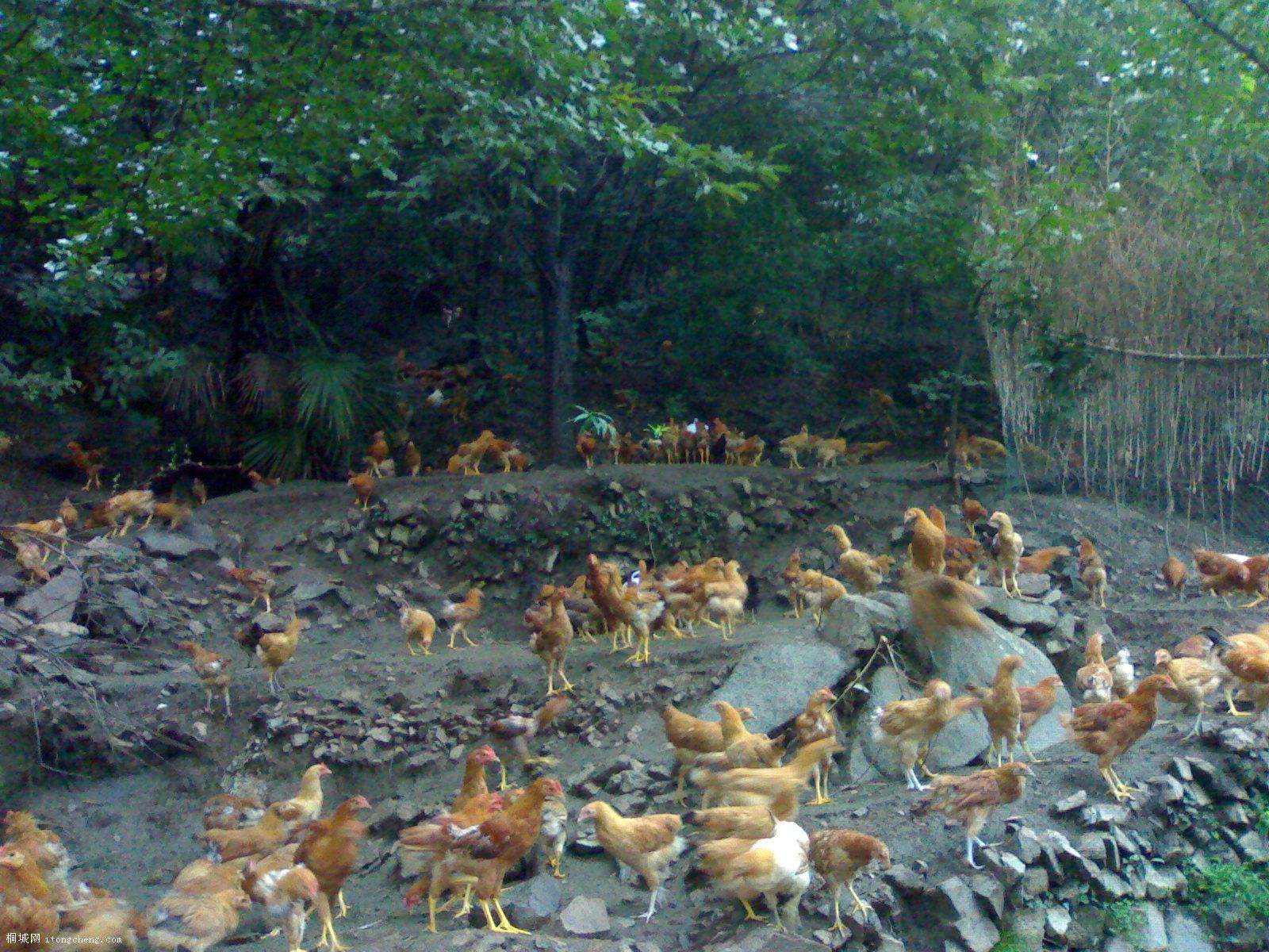 20090829163.jpg