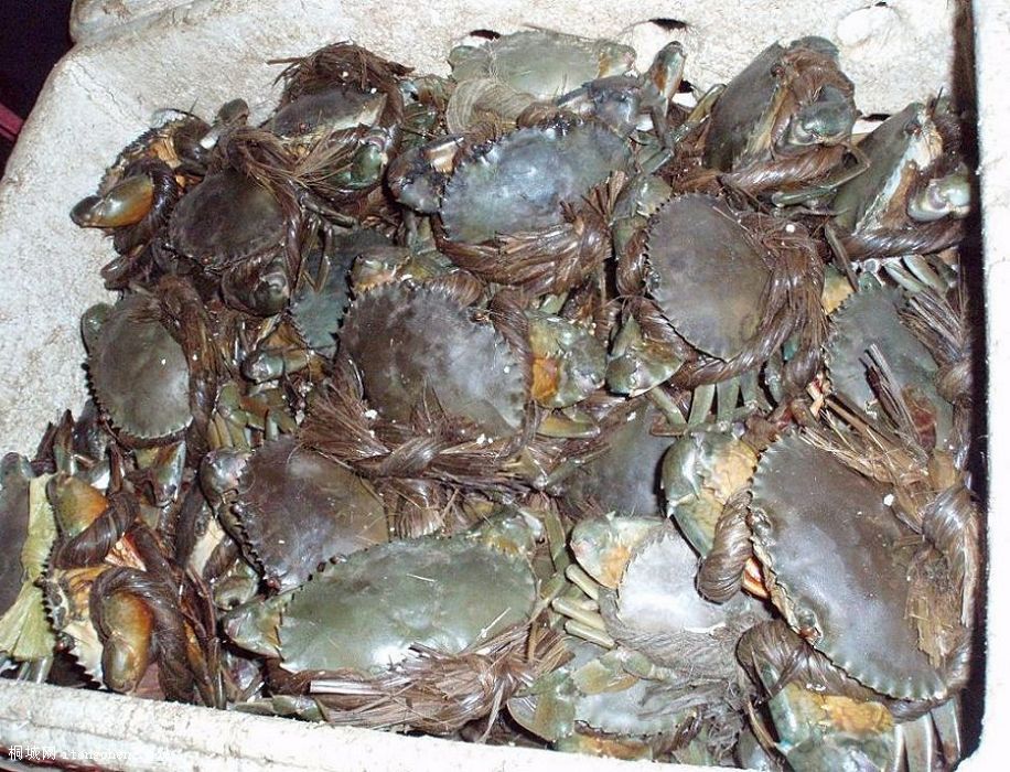 տеĸззƾǳ.jpg