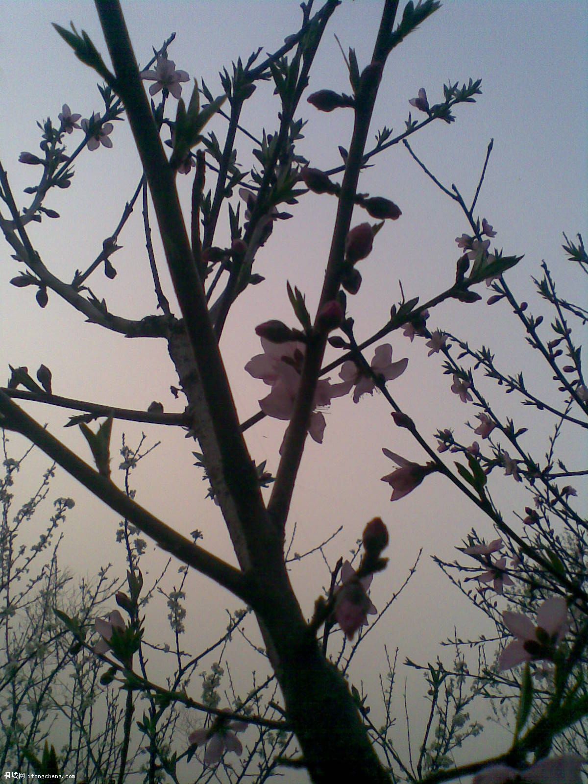 20100321(031).jpg