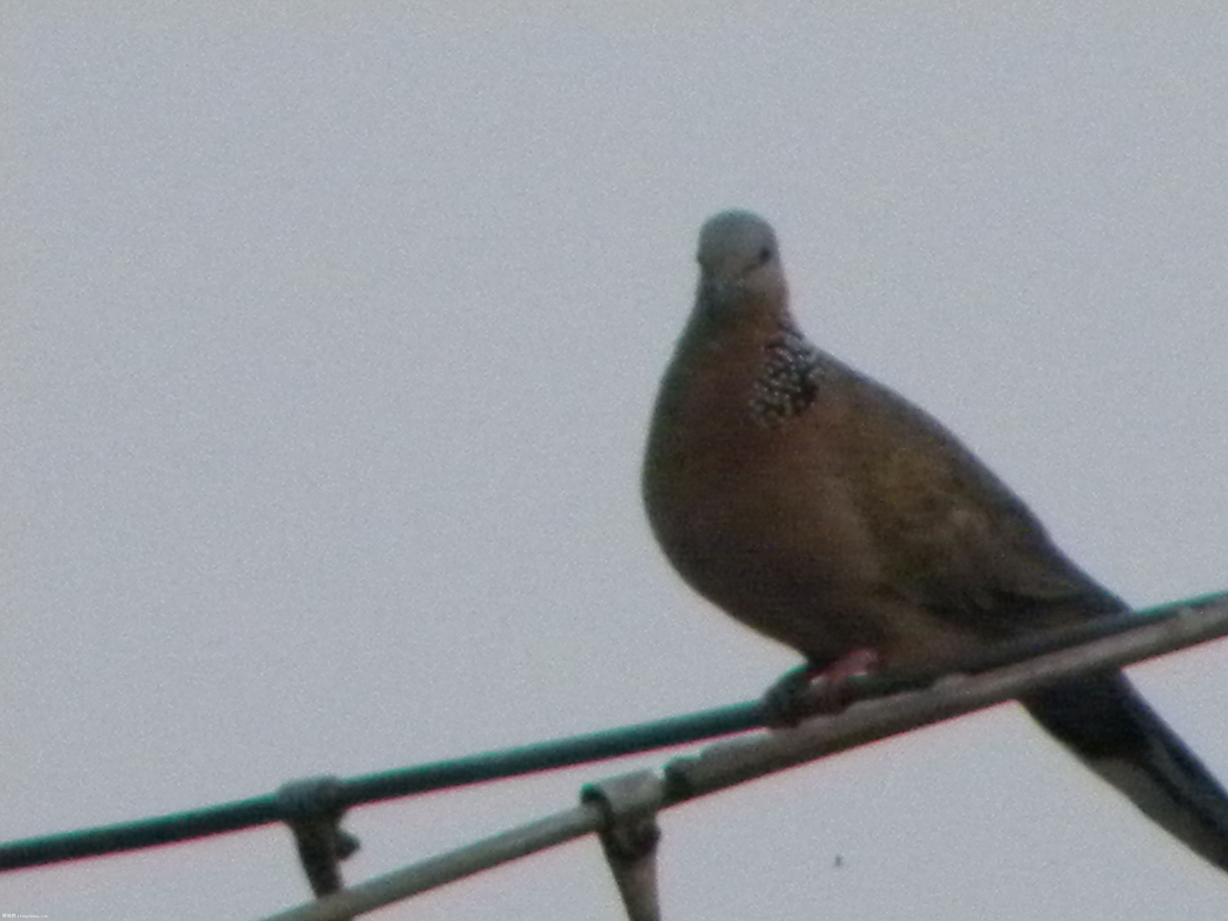 DSCN0333.JPG