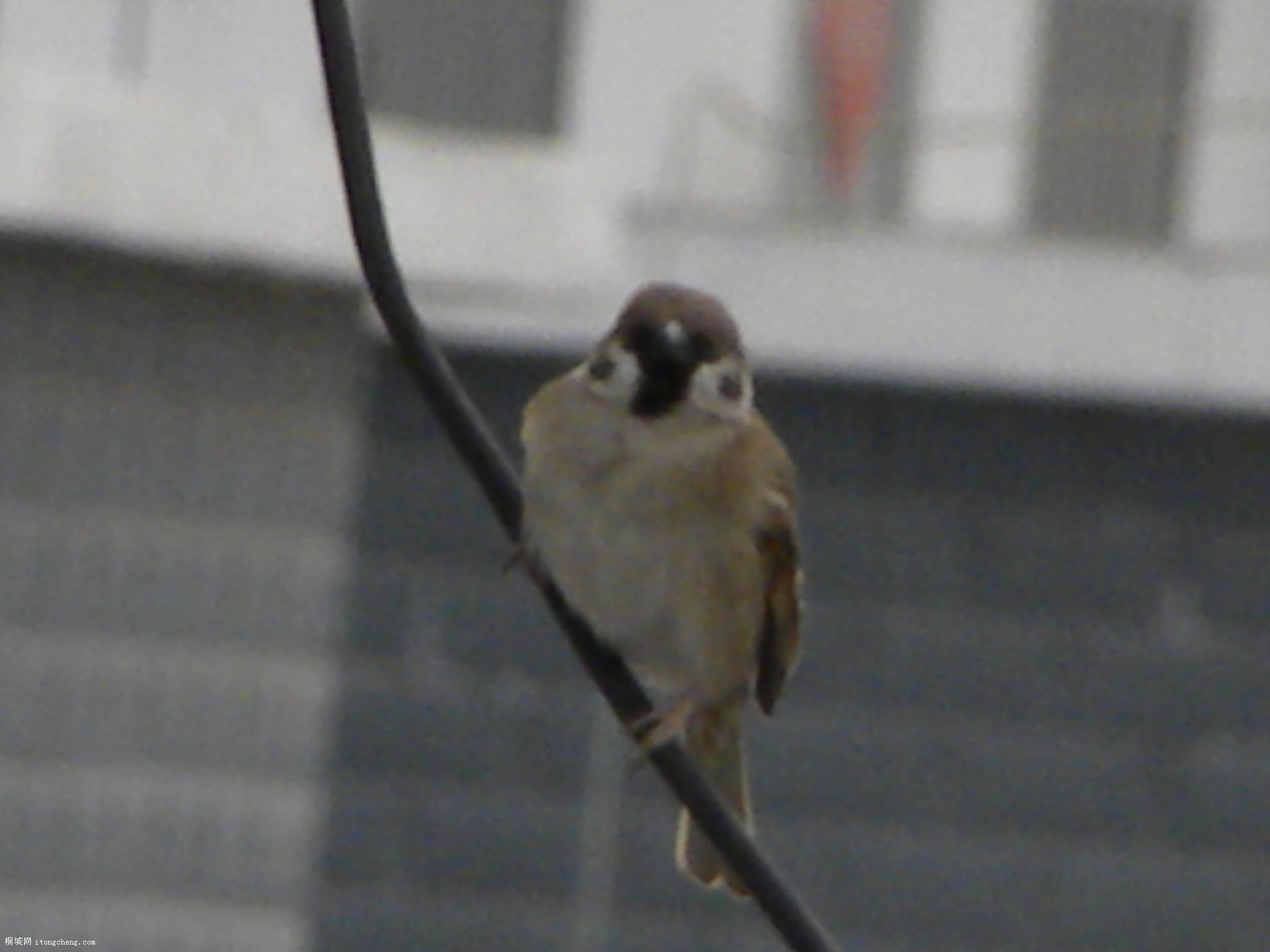 DSCN0337.JPG