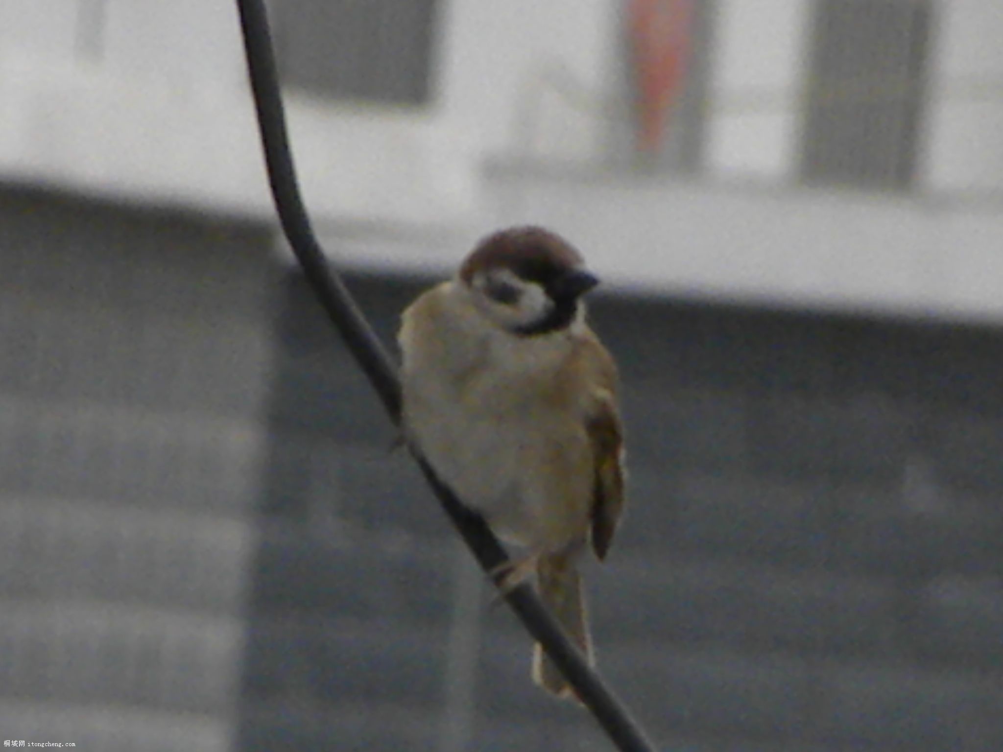DSCN0336.JPG