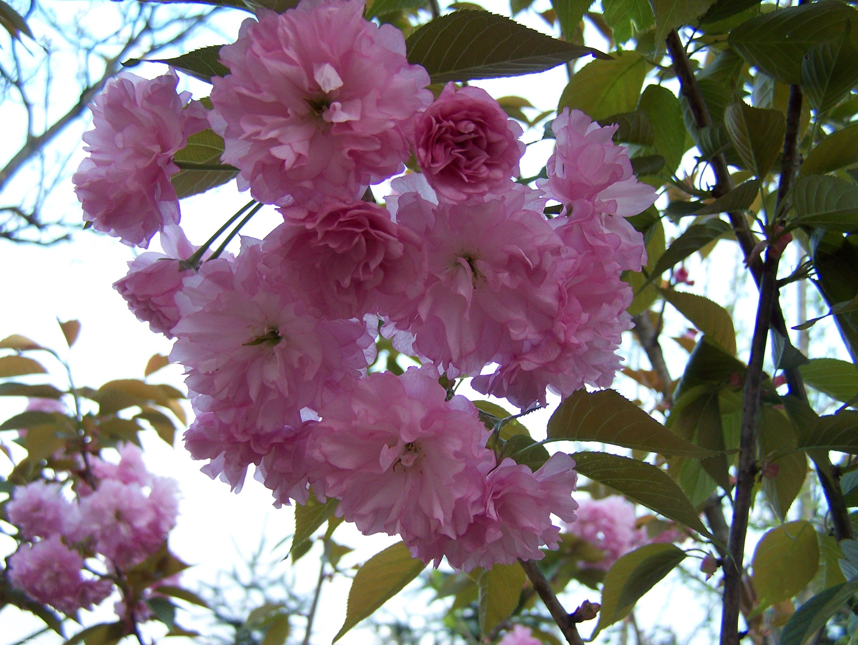 100_1988.JPG