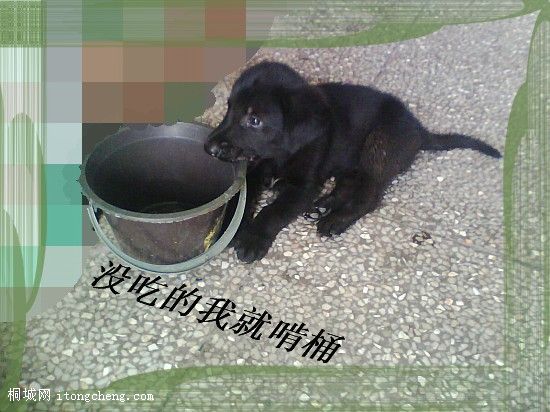 IMG0363AA.jpg