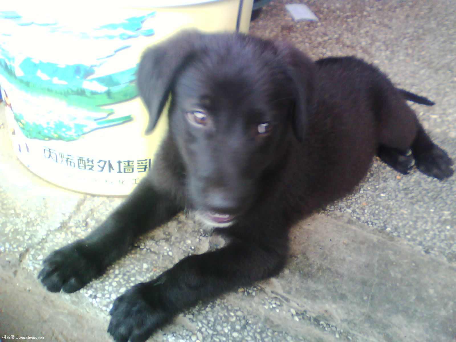 IMG0420A.jpg
