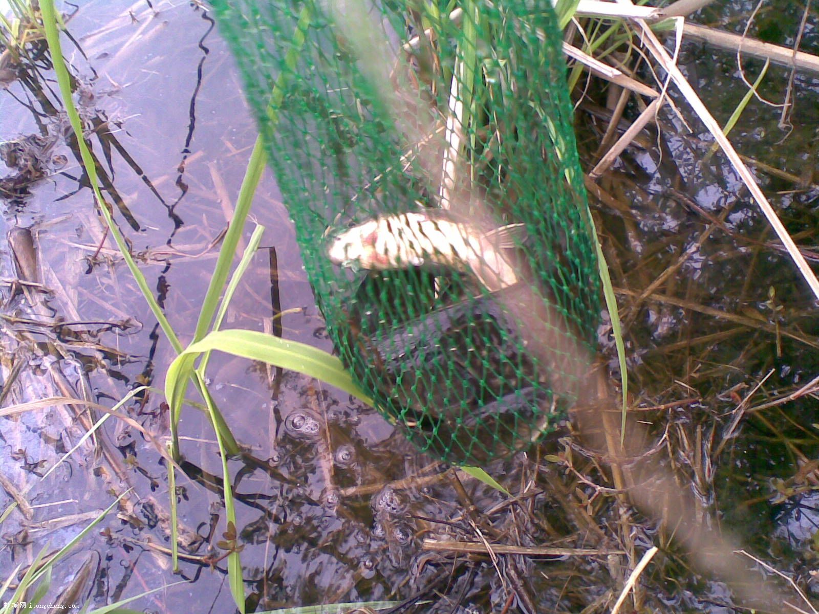 20100410(008).jpg