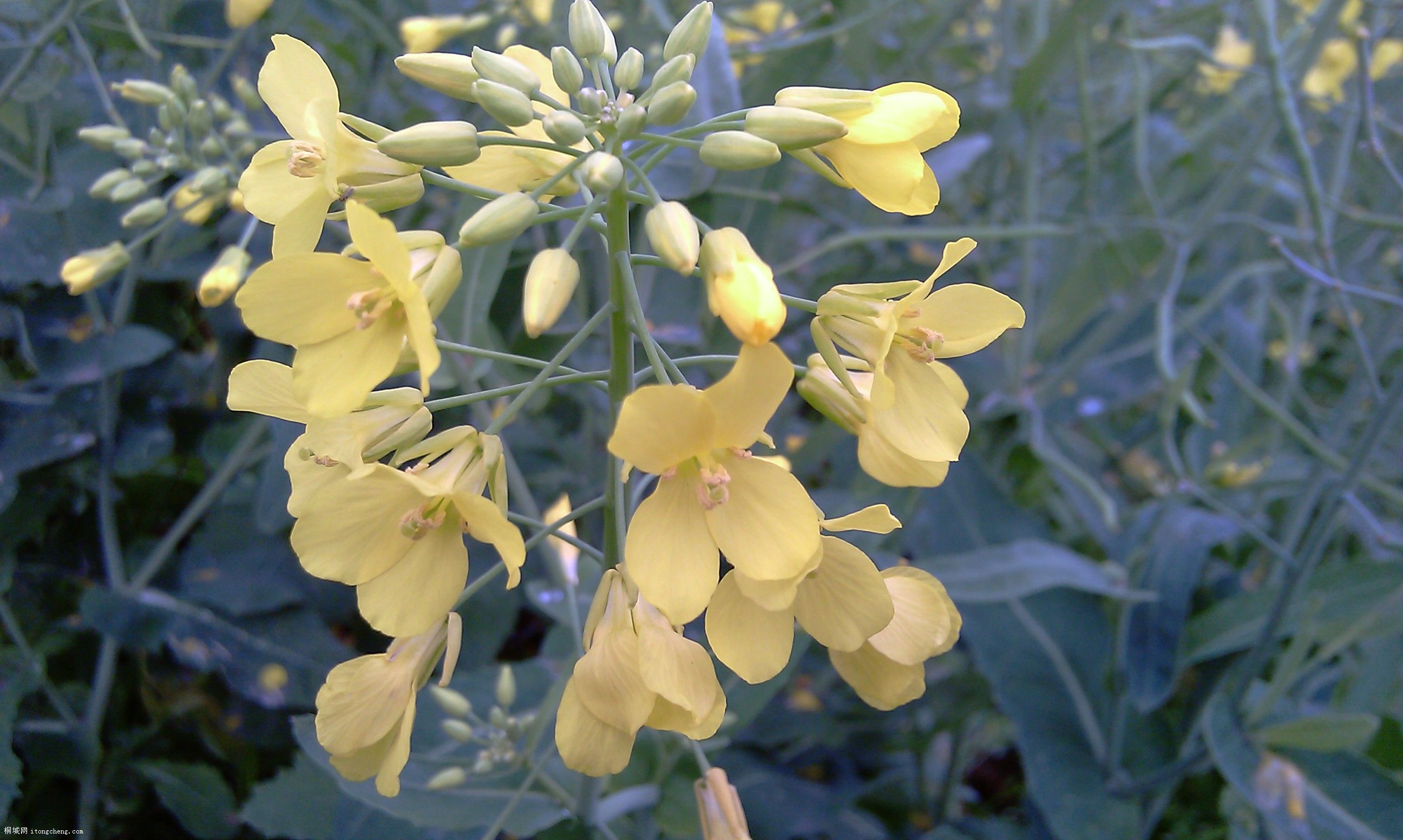 IMAG0082.jpg
